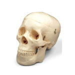 Handmade human skull for BDS/Dental 1st year students