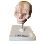 Fetal Skull Model