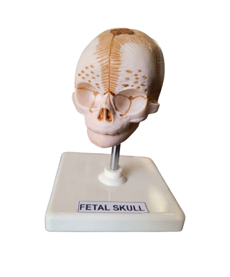 Fetal Skull Model