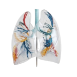 Transparent Lungs Model