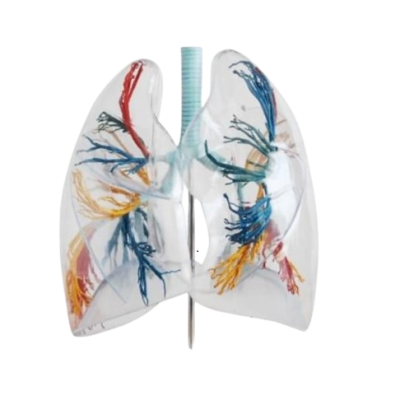 Transparent Lungs Model