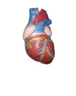 Jumbo Heart Model