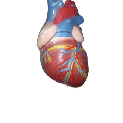 Jumbo Heart Model