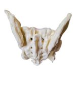 Female Pelvis Model - Image 3