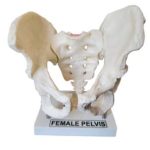 Female Pelvis Model