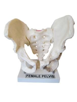 Female Pelvis Model