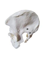 Female Pelvis Model - Image 2